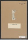 Triceratium simplicissimum Witt. (de-Toni-Nr.: Genus 140, Species 4003) Zeichnungen Sammlung Grunow Nr. 7480 (NHMW-BOT-W0376594)